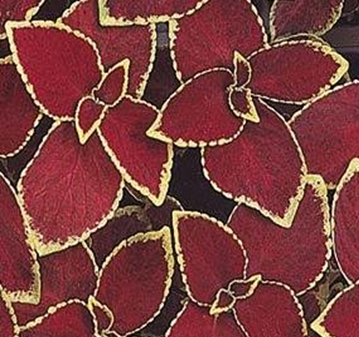 колеус гибридный  Coleus x hybrida